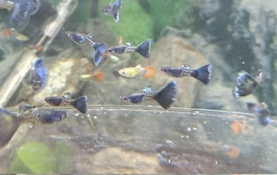 6 male Guppies for £20